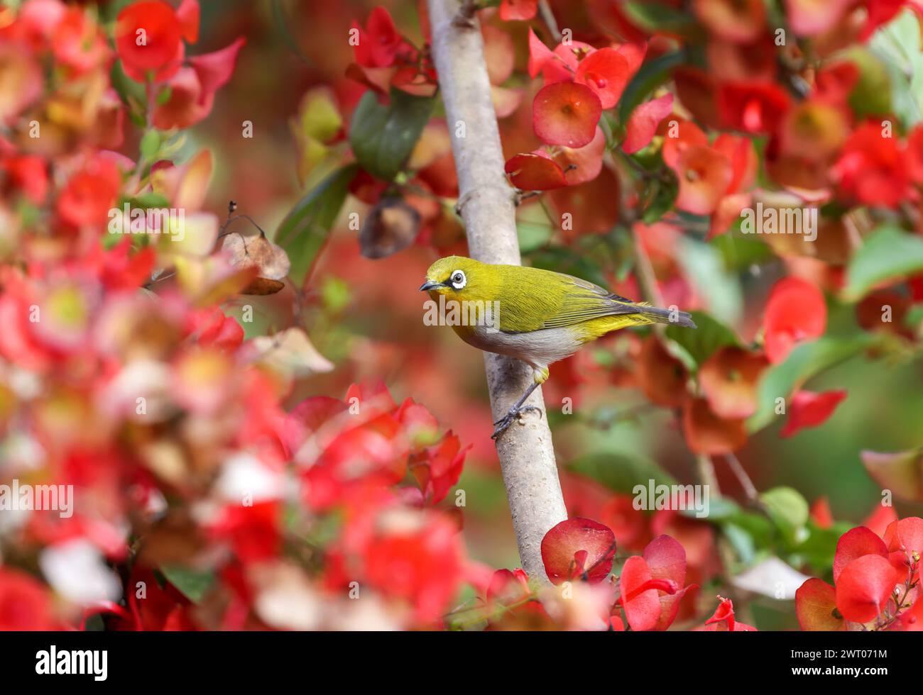 Indisches Weißauge auf Blume. Indisches Weißauge, ehemals Orientalisches Weißauge, ist ein kleiner Passerinvogel aus der Familie der Weißaugen. Stockfoto