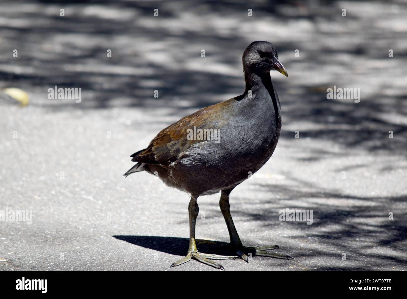 Das ist ein junges, dunkles Moorhen, bevor sein Schnabel seine Farbe ändert Stockfoto