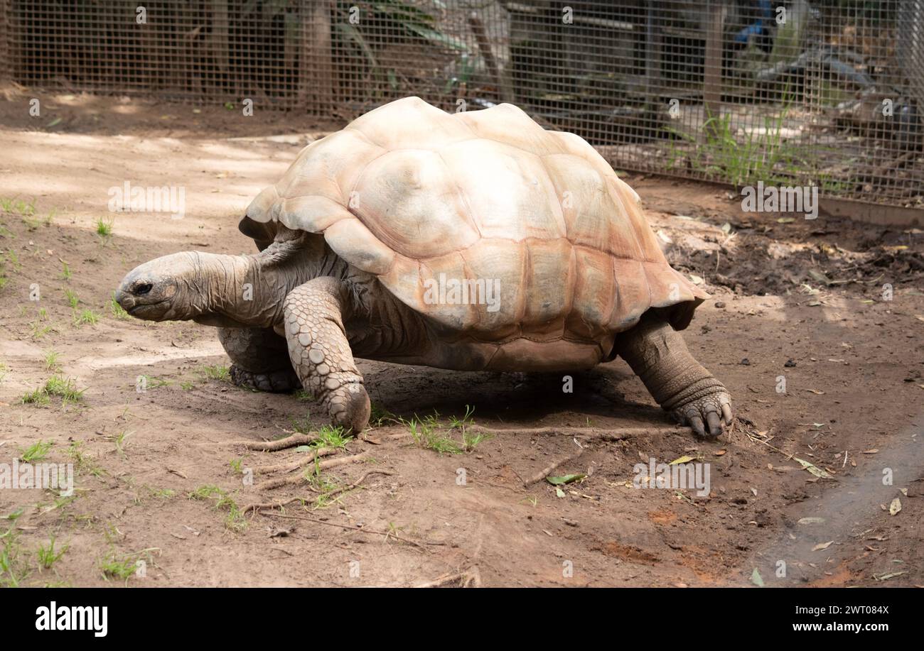 Aldabra Riesenschildkröten sind hauptsächlich am frühen Morgen und am späten Abend aktiv und verbringen den Rest des Tages in Höhlen oder Sumpfgebieten Stockfoto