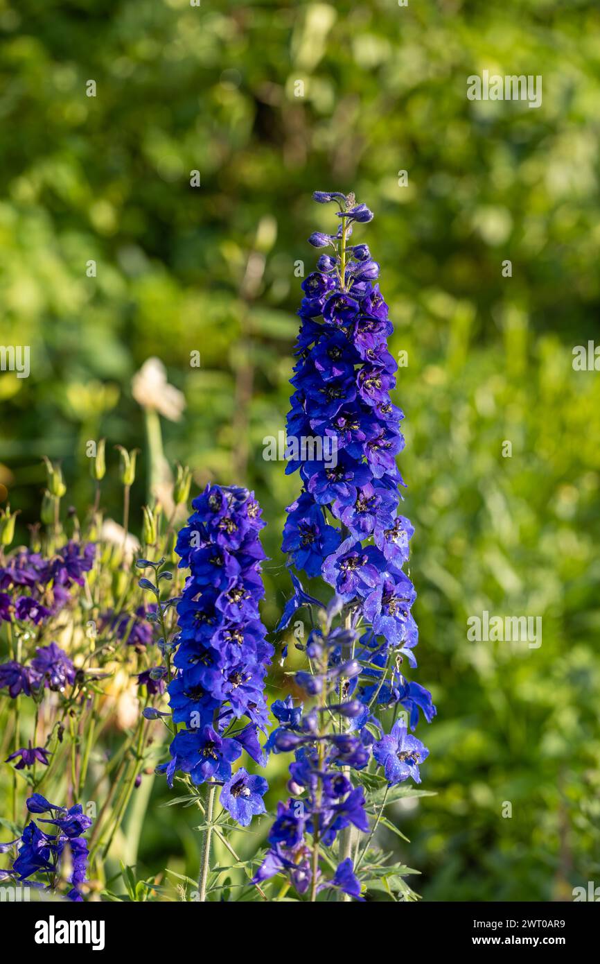 Wunderschöne Delfine blühen im Garten. Stockfoto