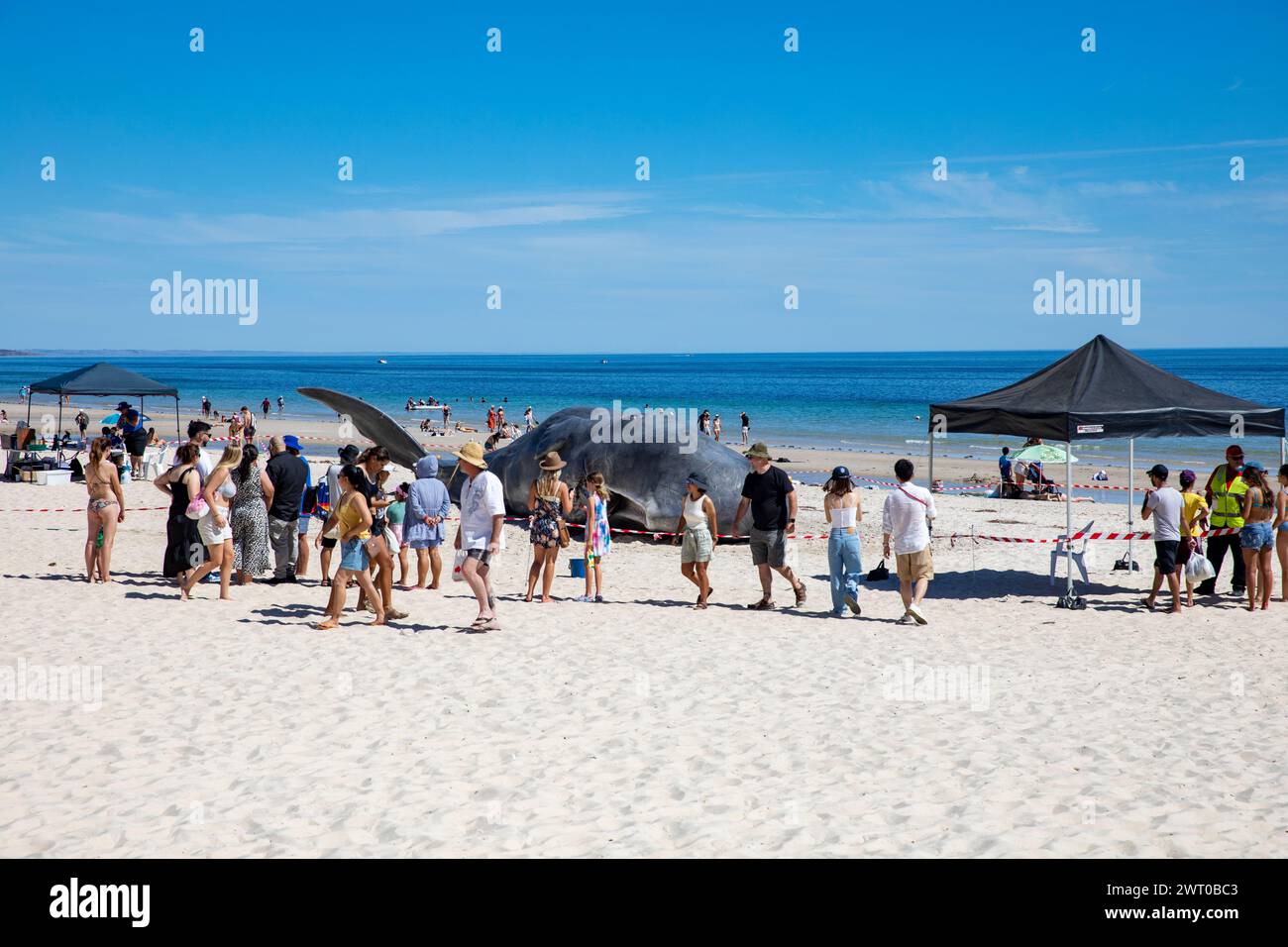 Glenelg Beach lebensgroße Replik Walkunst Installation zur Förderung der Diskussion über Klimawandel und Umwelt , Adelaide Festival, Australien Stockfoto