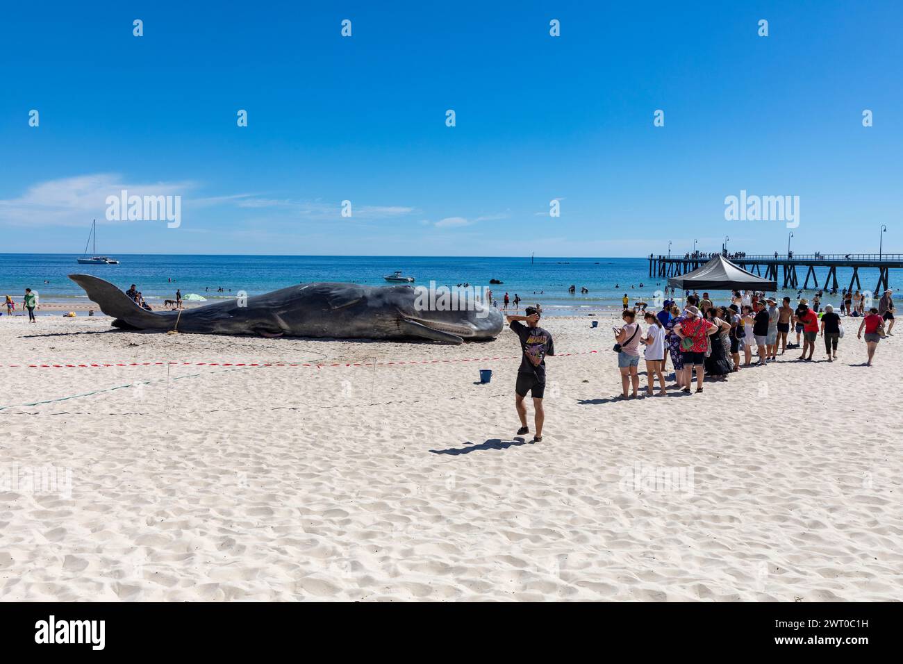Glenelg Beach lebensgroße Replik Walkunst Installation zur Förderung der Diskussion über Klimawandel und Umwelt , Adelaide Festival, Australien Stockfoto