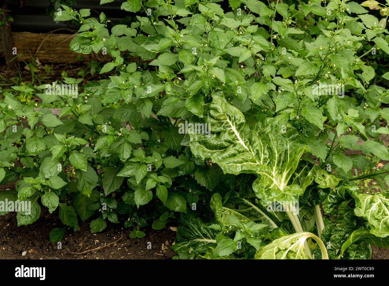 Giftfalle, tödlicher Nachtschatten wächst unter Silberrüben im Gemüsegarten Stockfoto