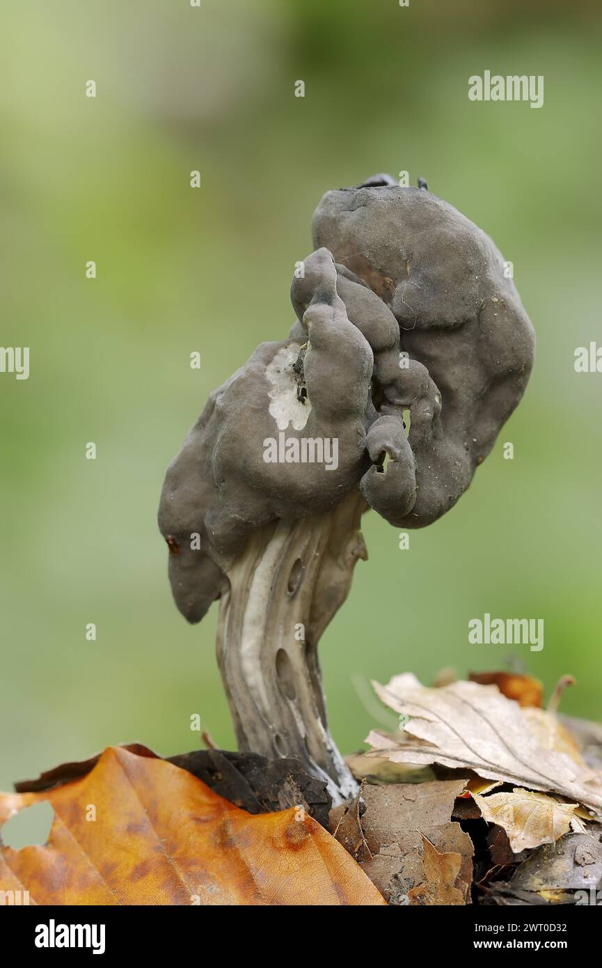 Grubenlorchel oder Gruben-Lorchel (Helvella lacunosa, Helvella sulcata), Nordrhein-Westfalen, Deutschland Stockfoto