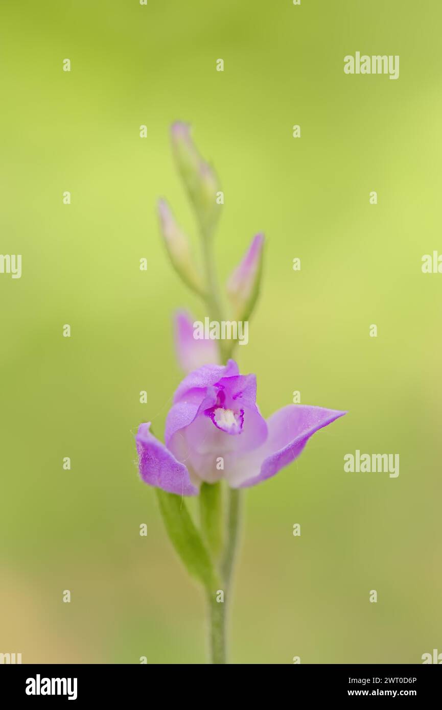 Rothelleborin (Cephalanthera rubra), Blume, Provence, Südfrankreich, Frankreich Stockfoto