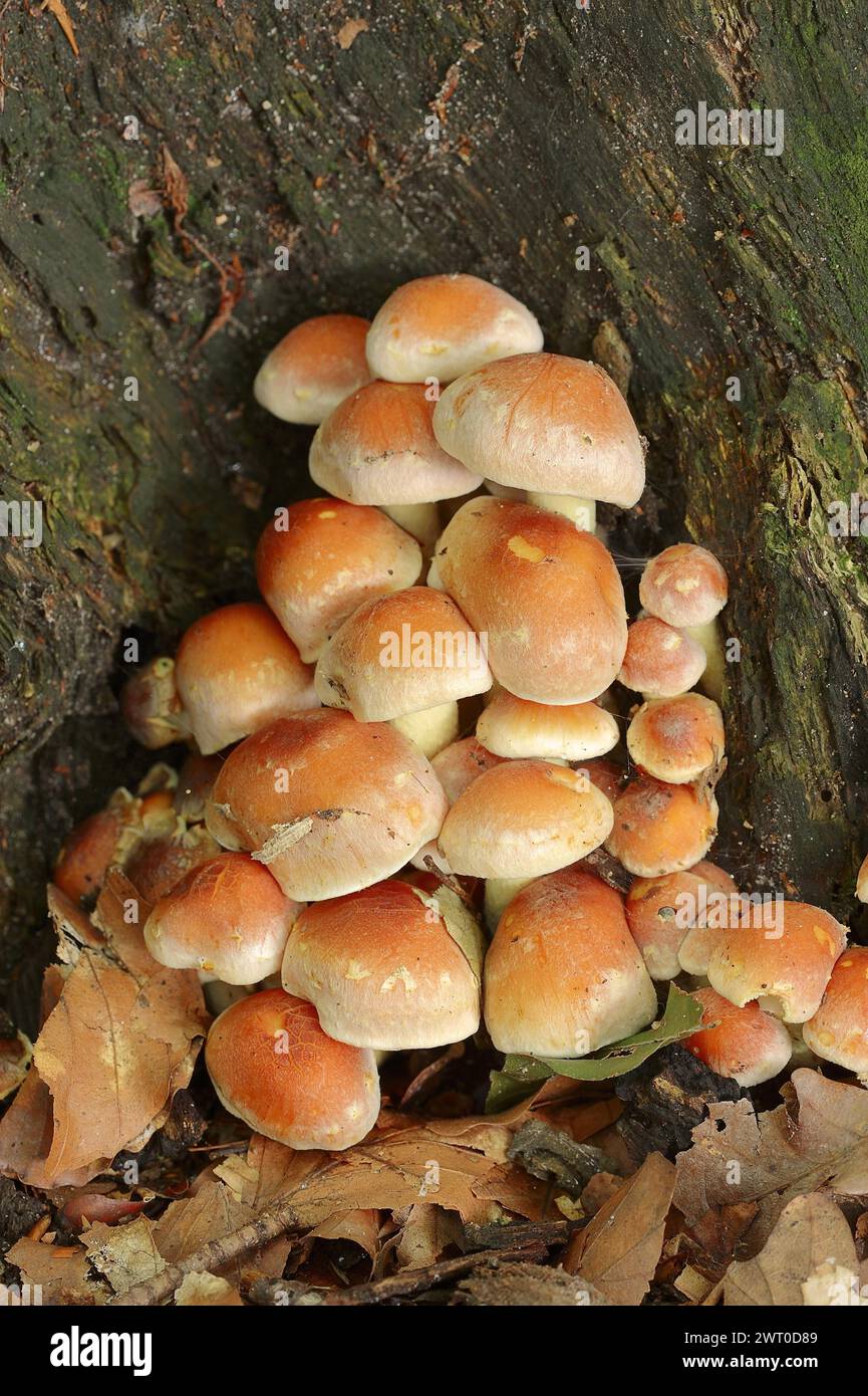 Gemauerter roter Schwefelkopf (Hypholoma lateritium, Hypholoma sublateritium), Nordrhein-Westfalen, Deutschland Stockfoto