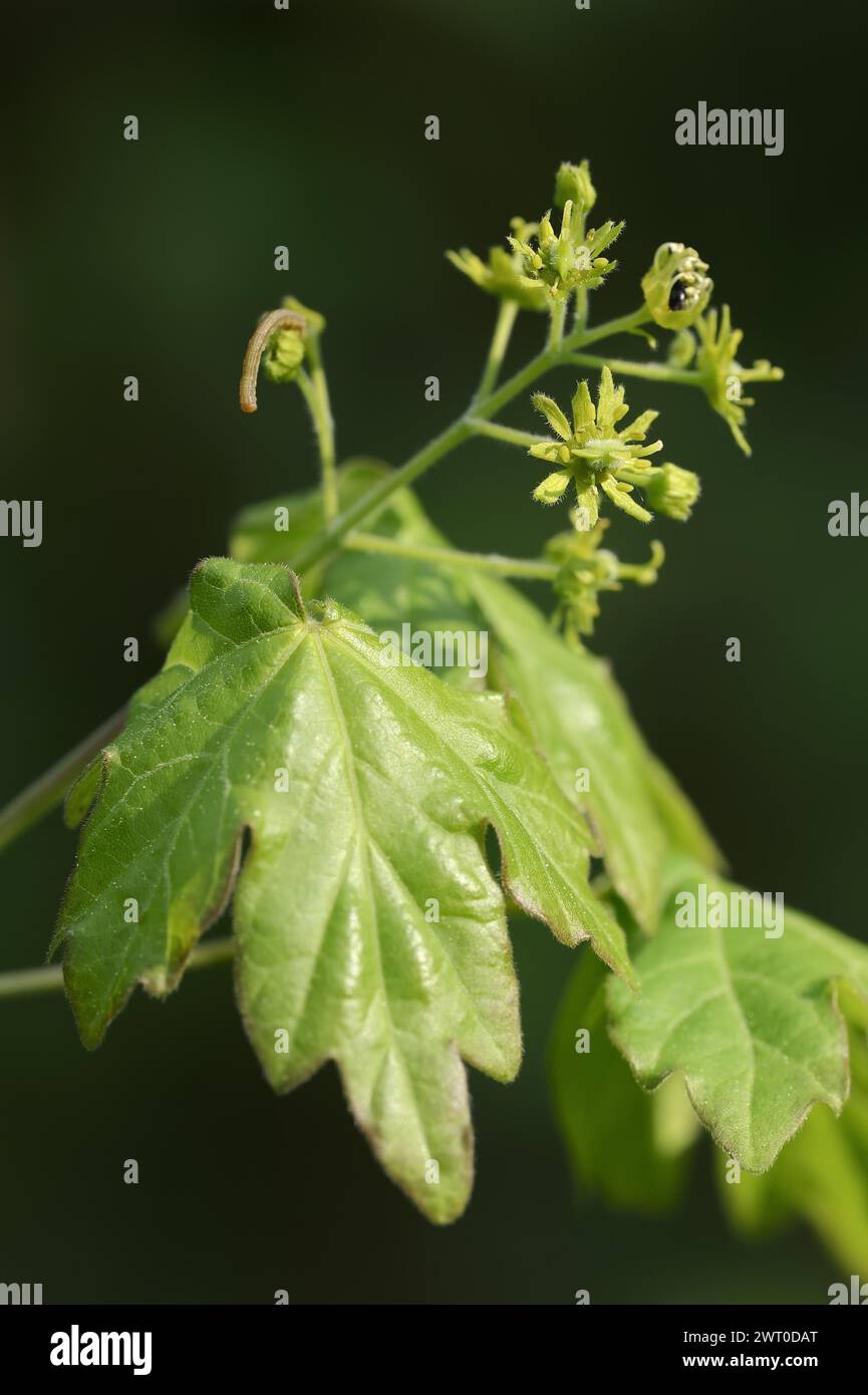 Ahorn (Acer campestre), Blätter und Blüten im Frühjahr, Nordrhein-Westfalen, Deutschland Stockfoto