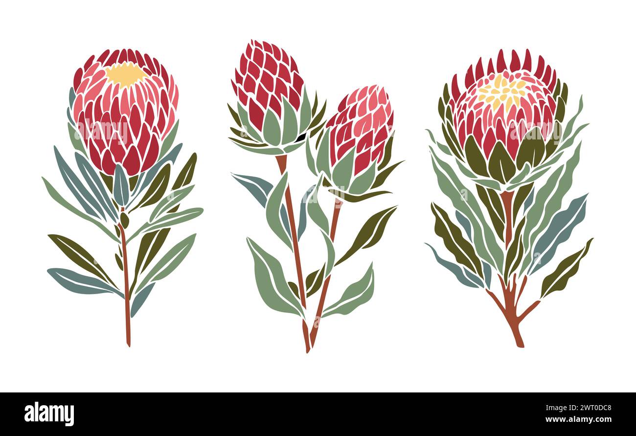 Botanische Illustrationen von Protea-Blüten. Stock Vektor