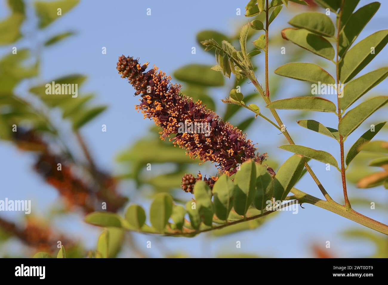 Falscher Indigostrauch (Amorpha fruticosa), blühend, Zierpflanze, Provence, Südfrankreich Stockfoto