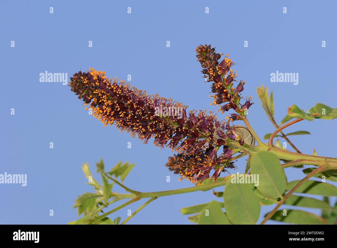 Falscher Indigostrauch (Amorpha fruticosa), blühend, Zierpflanze, Provence, Südfrankreich Stockfoto