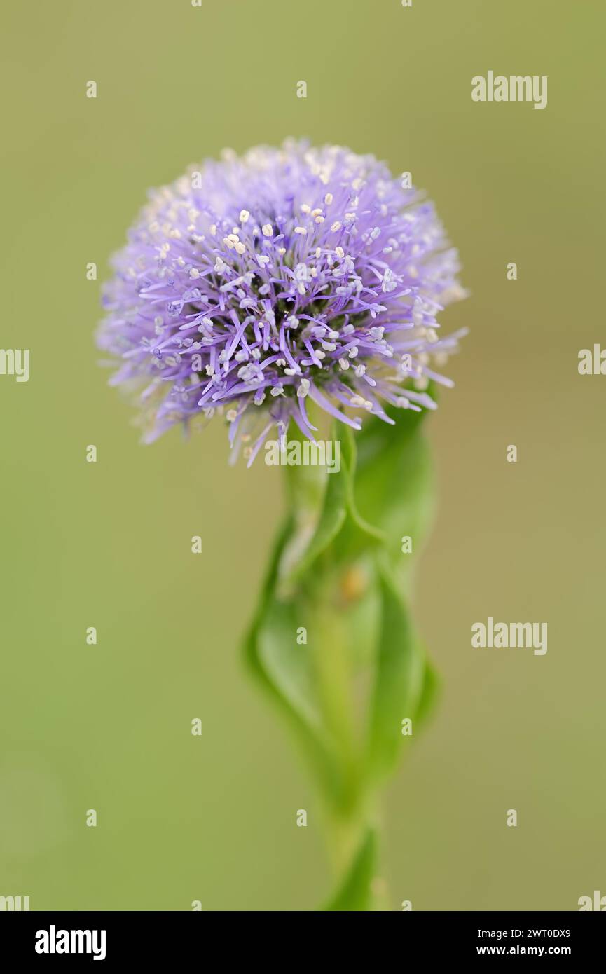 Glockenblume (Globularia punctata, Globularia bisnagarica), Provence, Südfrankreich Stockfoto