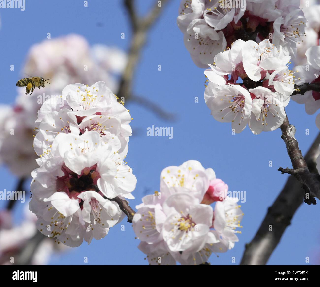 Blühende Aprikosenbäume am Montag, 4. März 2024, in Kittsee, Österreich. Mit seinen hohen Temperaturen hat der Februar sichtbar frühe Blütezeiten sichergestellt. Aber die Obstbauern sind später vor Frost vorsichtig, wenn die sehr frühe Blüte bereits beginnt, wie dies in vielen Teilen des Landes der Fall ist. Bee - 20240304 PD2906 Stockfoto