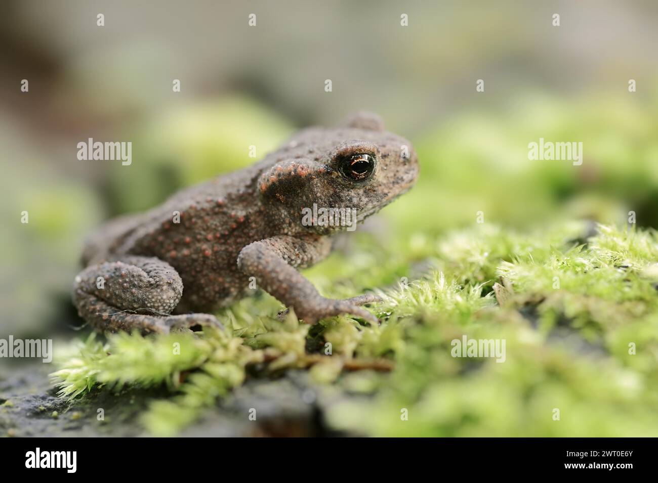 Kröte (Bufo bufo), jugendlich, Nordrhein-Westfalen, Deutschland Stockfoto