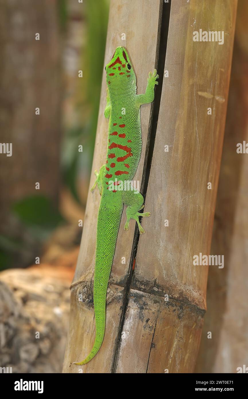 Madagaskar Riesentag-Gecko (Phelsuma grandis), Gefangener, in Madagaskar beheimatet Stockfoto