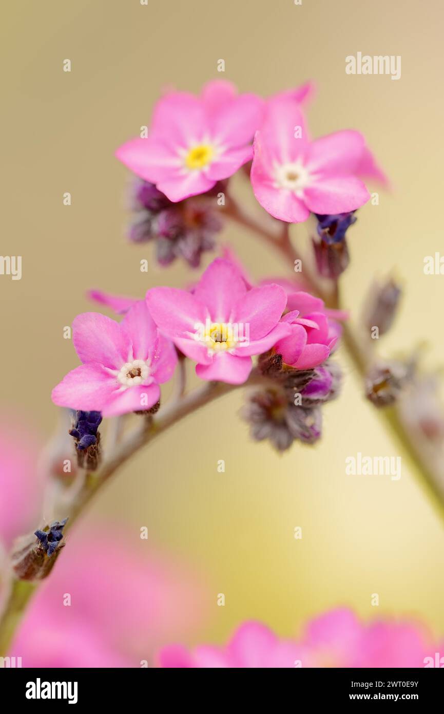 Pink Forget-Me-not 'Rosylva' (Myosotis sylvatica), blühende Zierpflanze, Nordrhein-Westfalen, Deutschland Stockfoto