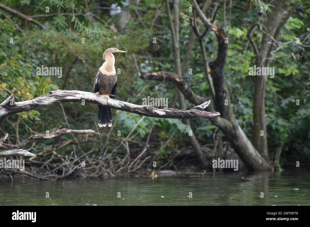 American Darter (Anhinga anhinga) in ihrem natürlichen Lebensraum in der Wildnis, Buenos Aires, Argentinien Stockfoto
