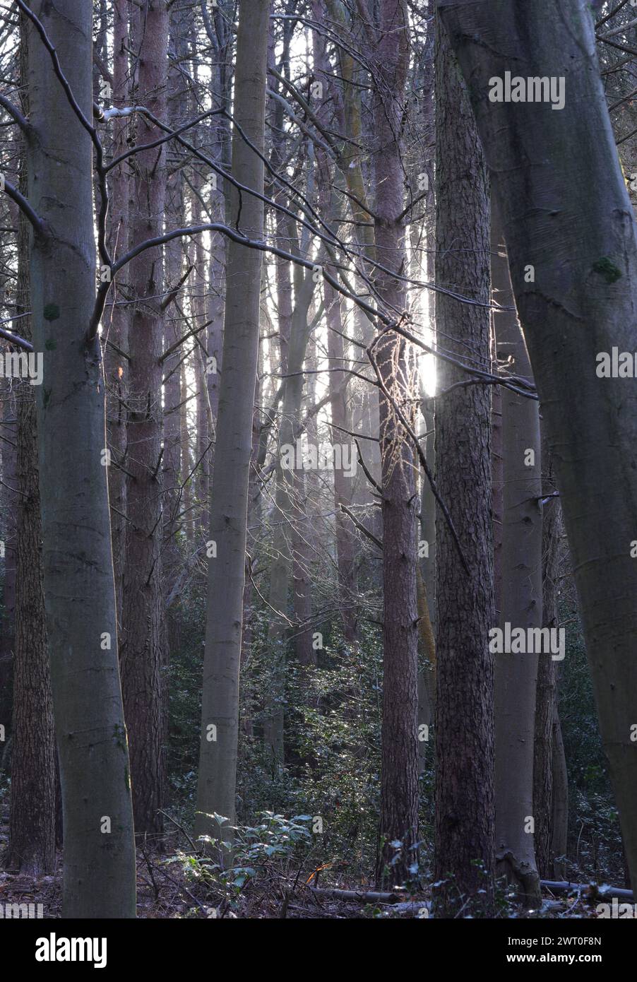 Die Sonne scheint durch Waldbäume Stockfoto