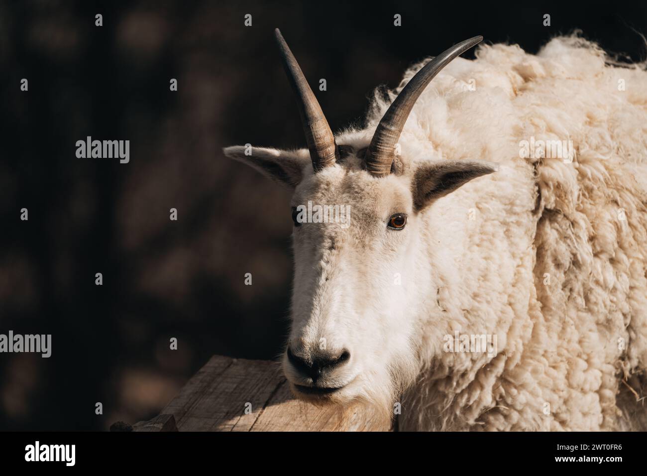 Eine Ziege, die auf einem Baumstumpf steht und in die Kamera schaut. Stockfoto
