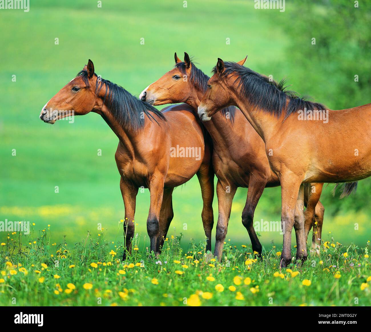 Drei Schweizer Warmblutpferde in einer dichten Gruppe auf einer weiten Frühlingswiese. Schweiz Stockfoto