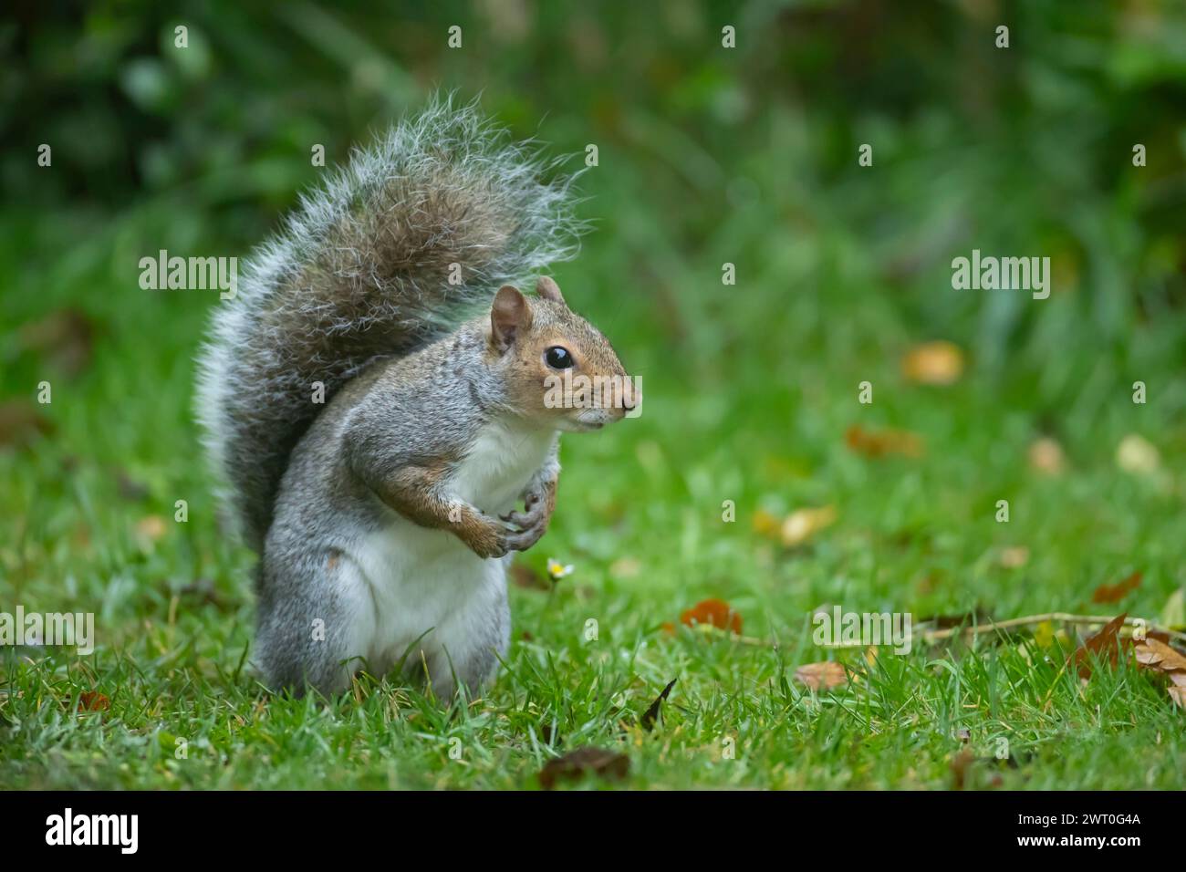 Graues Eichhörnchen (Sciurus carolinensis), erwachsenes Tier auf einem Gartenrasen, England, Vereinigtes Königreich Stockfoto Graues Eichhörnchen (Sciurus carolinensis), erwachsenes Tier auf einem Gartenrasen, England, Vereinigtes Königreich Stockfoto