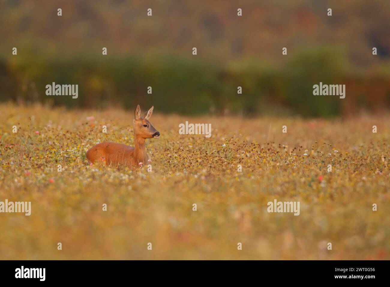 Rehe (Capreolus capreolus) ausgewachsene Rehe in einem Sommerwildblumenfeld, Suffolk, England, Vereinigtes Königreich Stockfoto