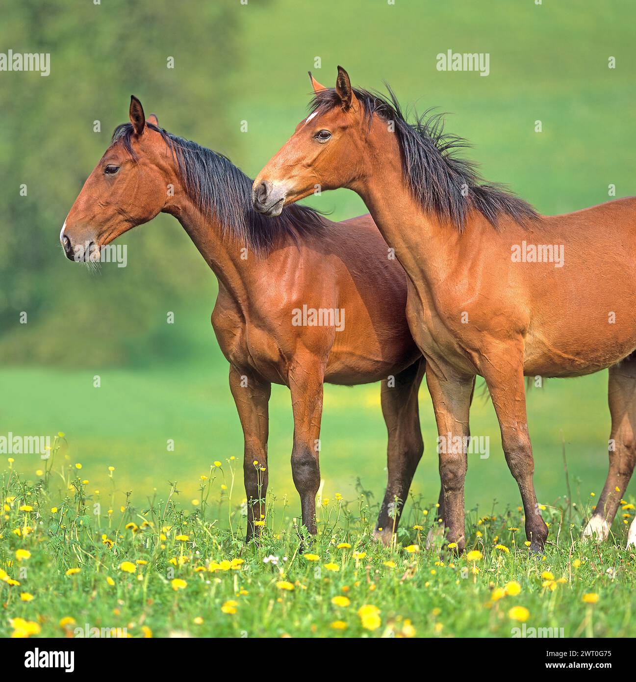 Zwei Schweizer Warmblutpferde nebeneinander auf der Frühlingsweide. Schweiz Stockfoto