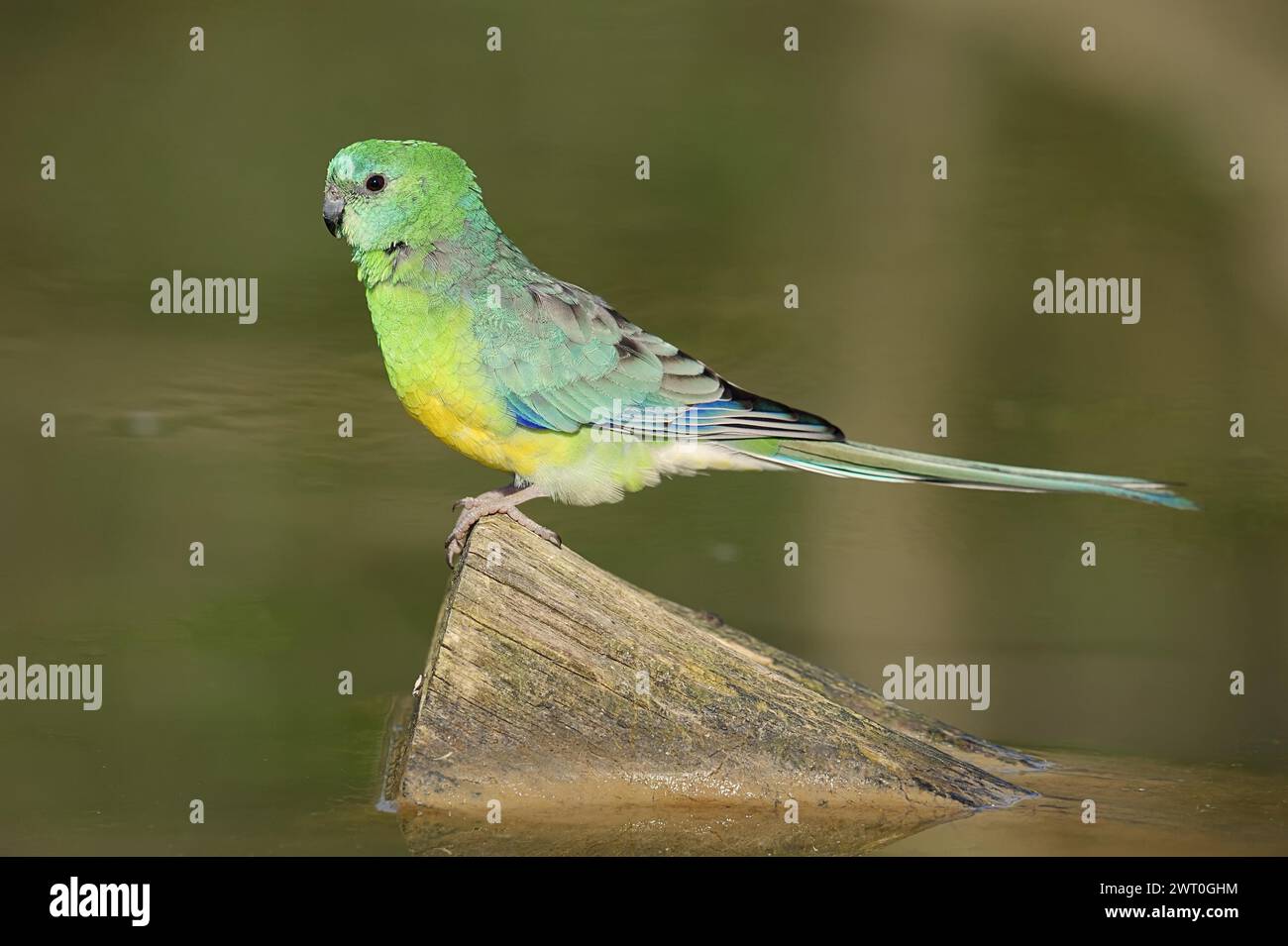 Rotwein-Papagei (Psephotus haematonotus), männlich, in Gefangenschaft, Vorkommen in Australien Stockfoto
