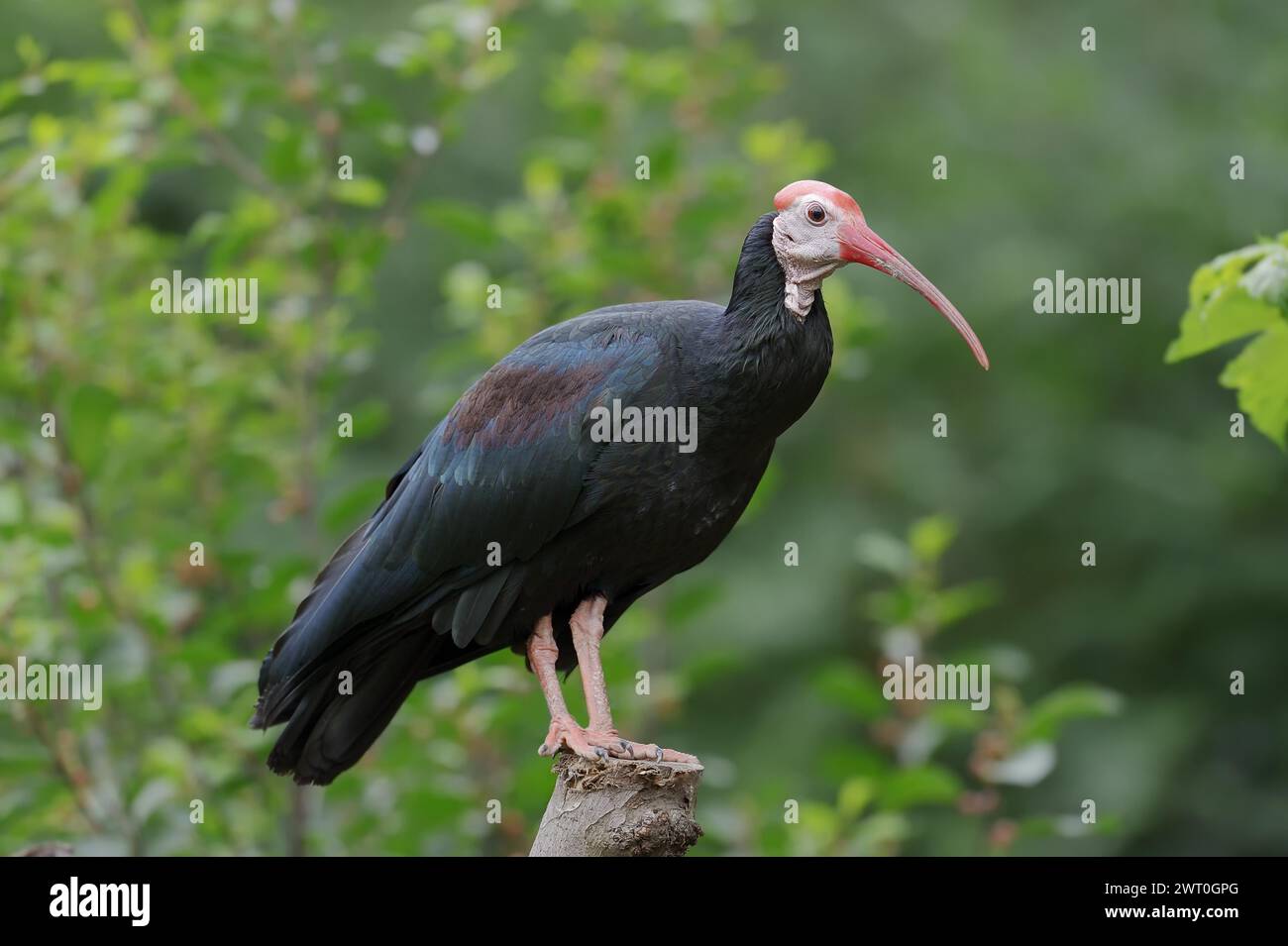 Südkahle Ibis (Geronticus calvus), in Gefangenschaft, Vorkommen in Afrika Stockfoto