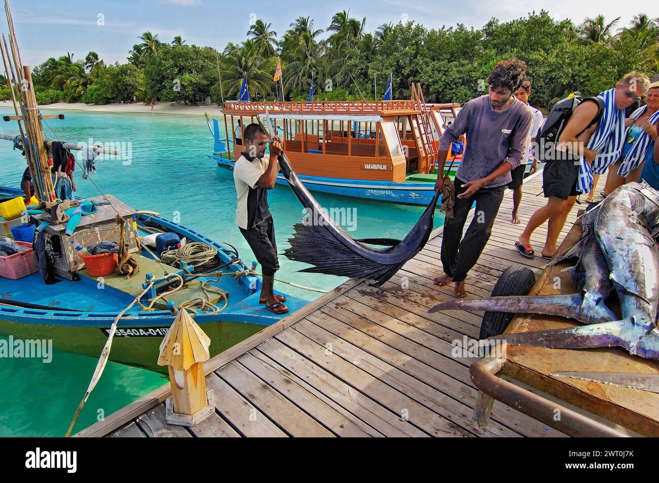 Fischer bringen indopazifische Segelfische (Istiophorus platypterus), Vakarufalhi, Ari Atoll, Malediven und Indischen Ozean Stockfoto