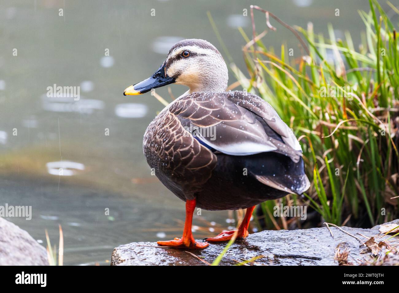 Chinesische Fleckschnabelente (Anas zonorhyncha), See, Kaiserpalast, Tokio (Japan) Stockfoto