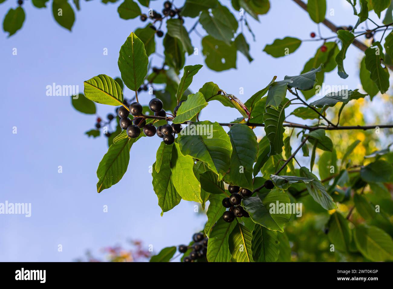 Blätter und Früchte des Heilstrauchs Frangula alnus, Rhamnus frangula mit giftiger schwarzer und roter Beerennaht. Stockfoto