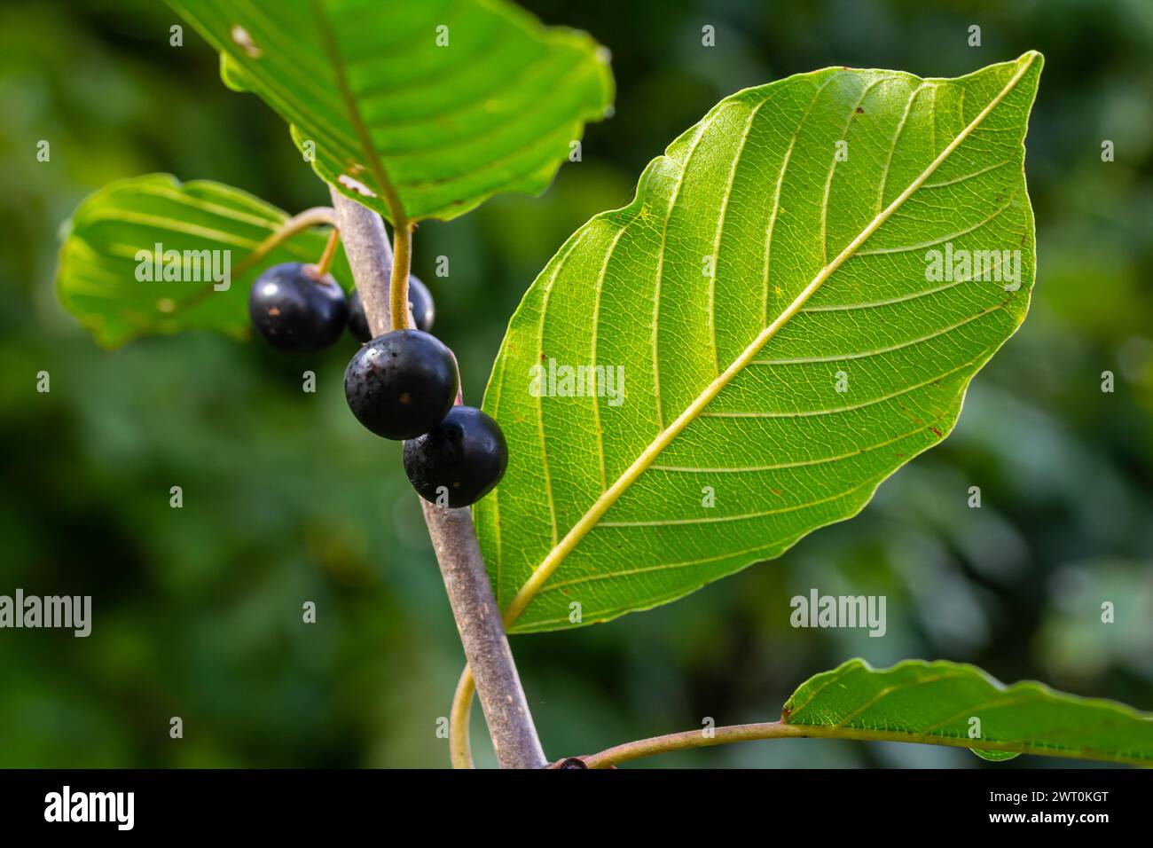 Blätter und Früchte des Heilstrauchs Frangula alnus, Rhamnus frangula mit giftiger schwarzer und roter Beerennaht. Stockfoto