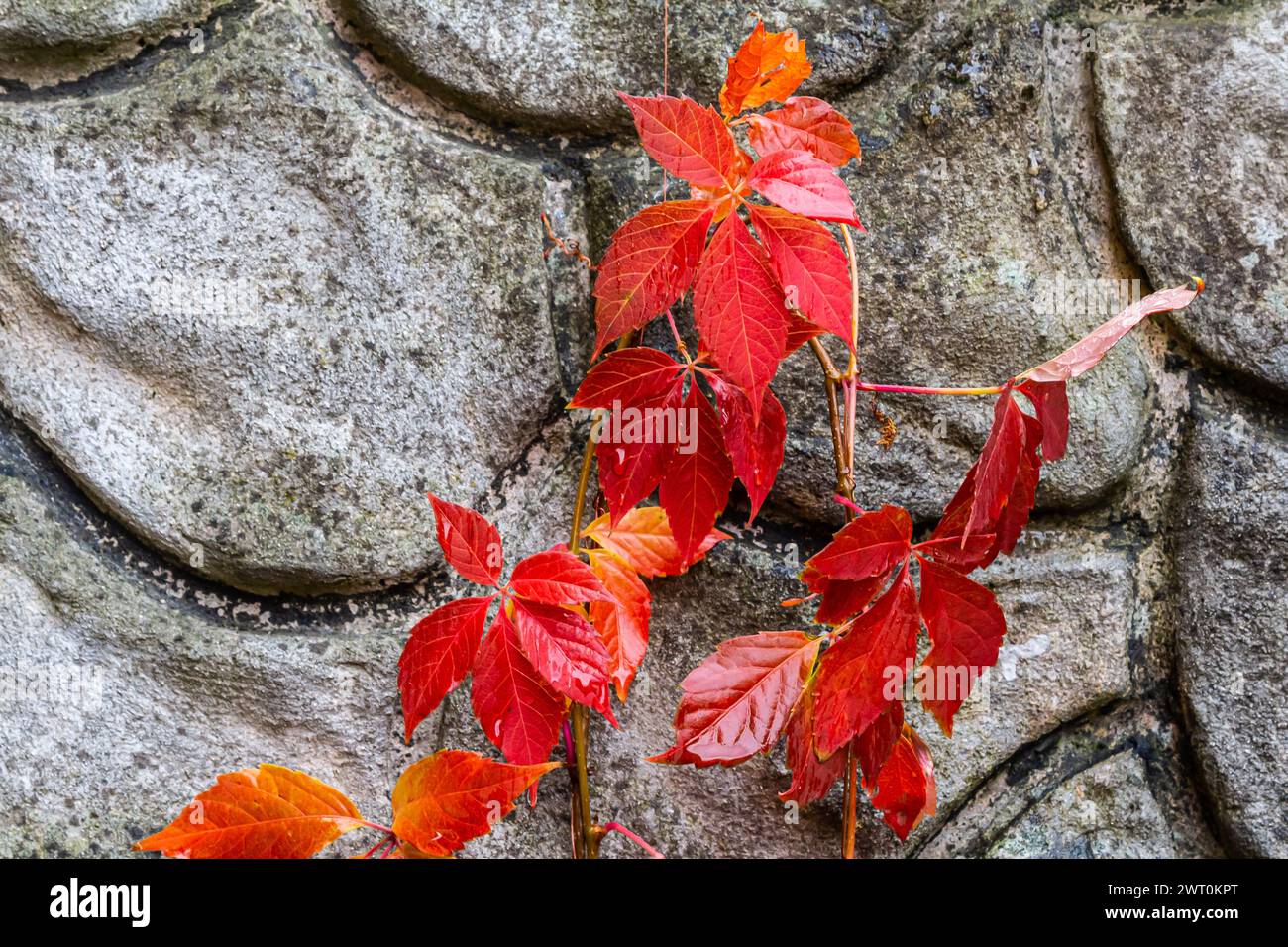 Blick auf schöne rot verfärbte Blätter einer Parthenocissus trikuspidata Pflanze auf einer grauen Steinmauer, Kopierraum. Stockfoto