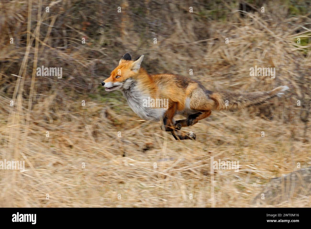 Rotfuchs ( Vulpes vulpes ) auf der Flucht am Waldrand entlang, durch Schilfgras, flüchtendes Tier, in Bewegung, Schwenktechnik, Tierwelt, Europa. Stockfoto