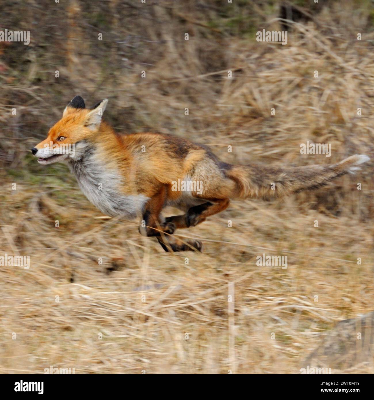 Rotfuchs ( Vulpes vulpes ) auf der Flucht am Waldrand entlang, durch Schilfgras, flüchtendes Tier, in Bewegung, Schwenktechnik, Tierwelt, Europa. Stockfoto