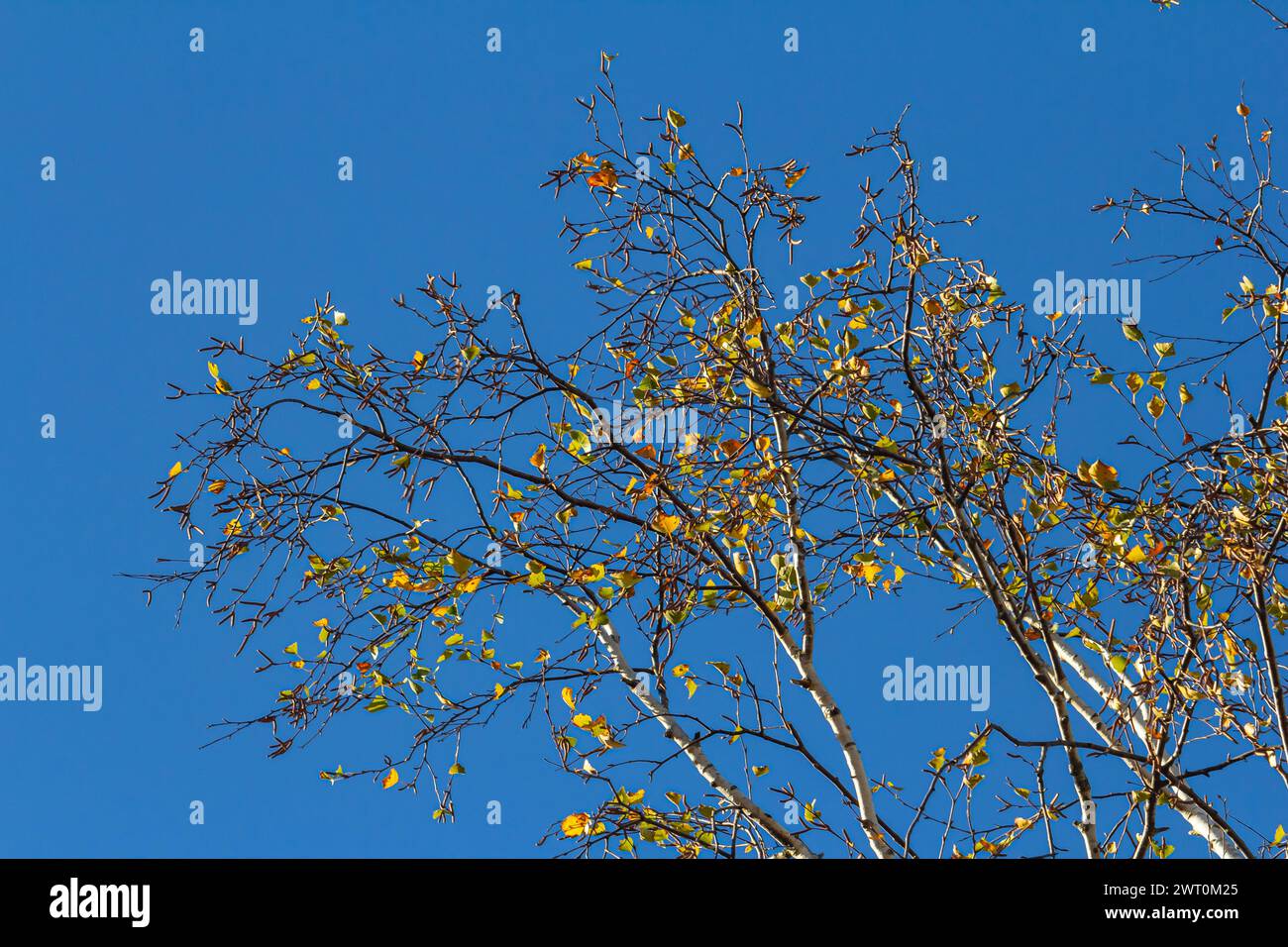 Schöne bunte Herbstblätter. Herbst, schöner sonniger Tag am Nachmittag. Oben auf dem Baumdach. Hohe Birke. Stockfoto