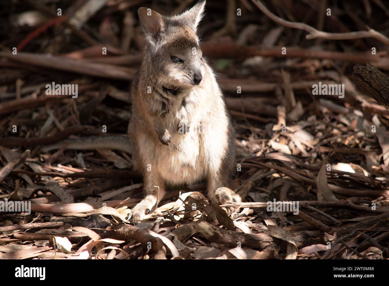 Das Tammar-Wallaby hat dunkel graue Oberteile mit einer helleren Unterseite und ruhelfarbenen Seiten und Gliedmaßen. Stockfoto