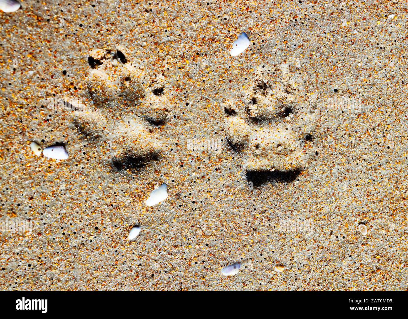 Eine Nahaufnahme der Pfotenabdrücke eines Hundes im Sand Stockfoto