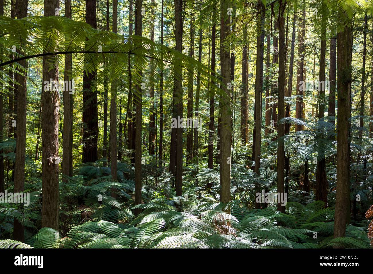 Lichtfilterung durch Ferns im Rotorua Redwood Forest Stockfoto