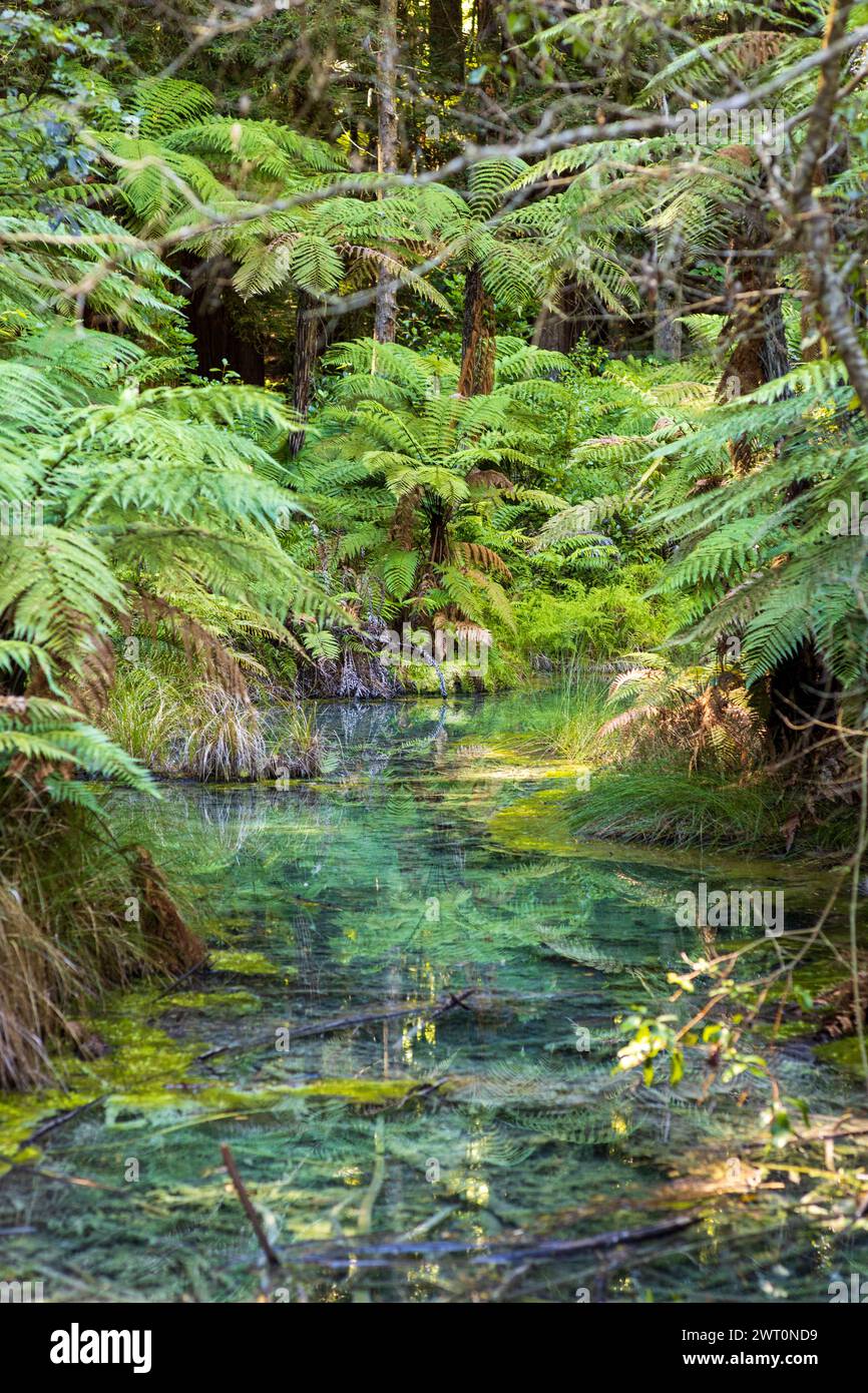 Kristallklarer Strom zwischen Ferns im üppigen Rotorua Redwood Forest Stockfoto