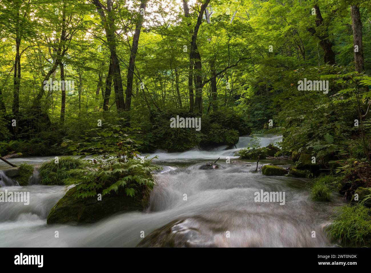 Ruhiger Waldstrom, Der Durch Üppige Wälder Fließt Stockfoto