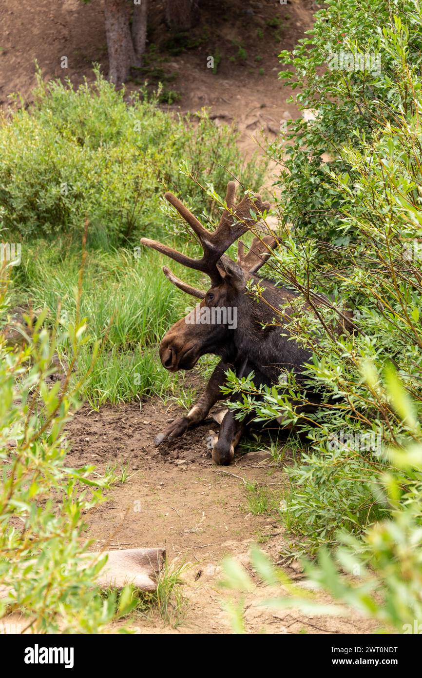 Rusting Moose on Dirt Trail in Utahs Wildnis Stockfoto