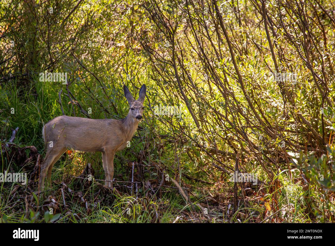Alarmieren Sie Hirsch im verfleckten Sonnenlicht von Utahs Wäldern Stockfoto