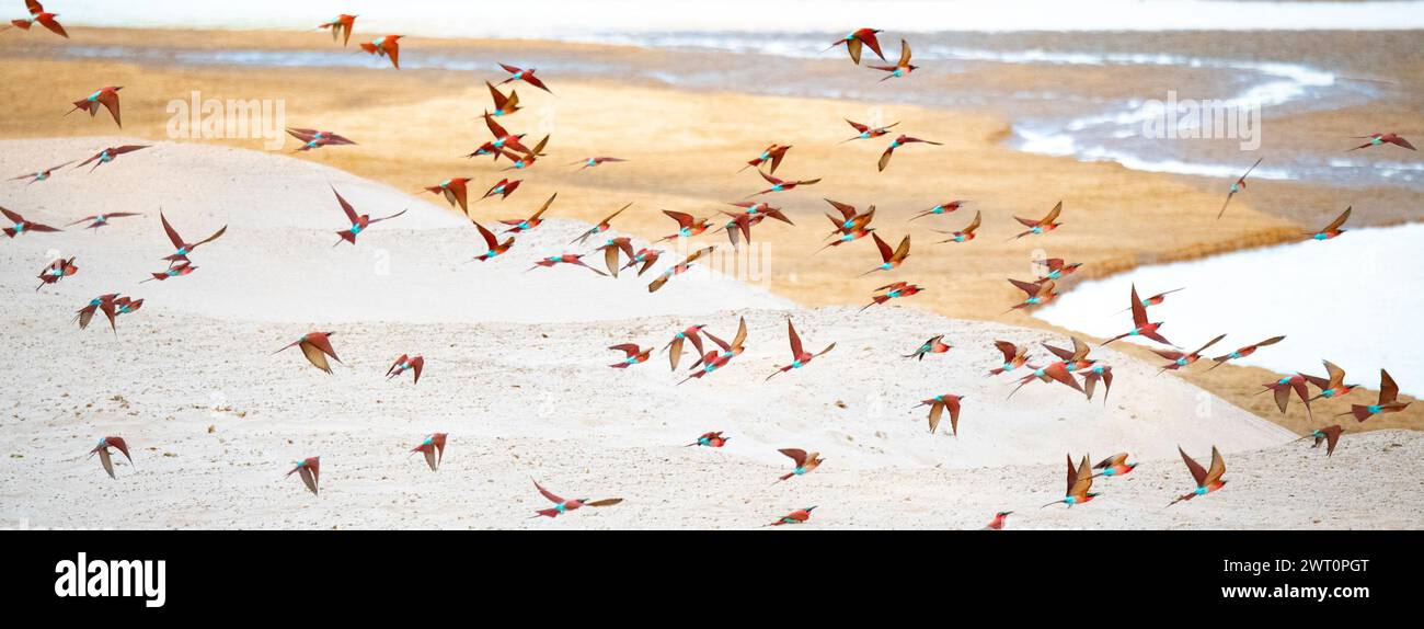 carmine Bee-Eaters am Sandufer des Luangwa River im South Luangwa National Park Sambia. SÜDAFRIKA Ein EINSAMER Pavian wurde gefangen, als er al lief Stockfoto