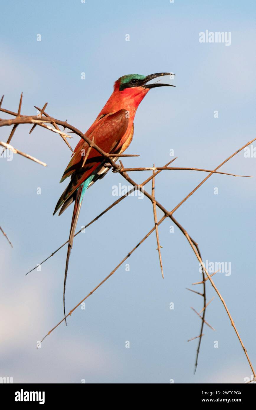Lone Carmine Bee-Eater SÜDAFRIKA Ein EINSAMER Pavian wurde gefangen, als er entlang der Sandufer des Luangwa River lief und von Hunderten von Beau umgeben war Stockfoto