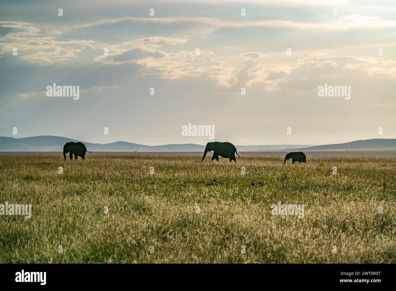 Drei Elefanten spazieren durch die Savanne im Maasai Mara in Kenia. Stockfoto