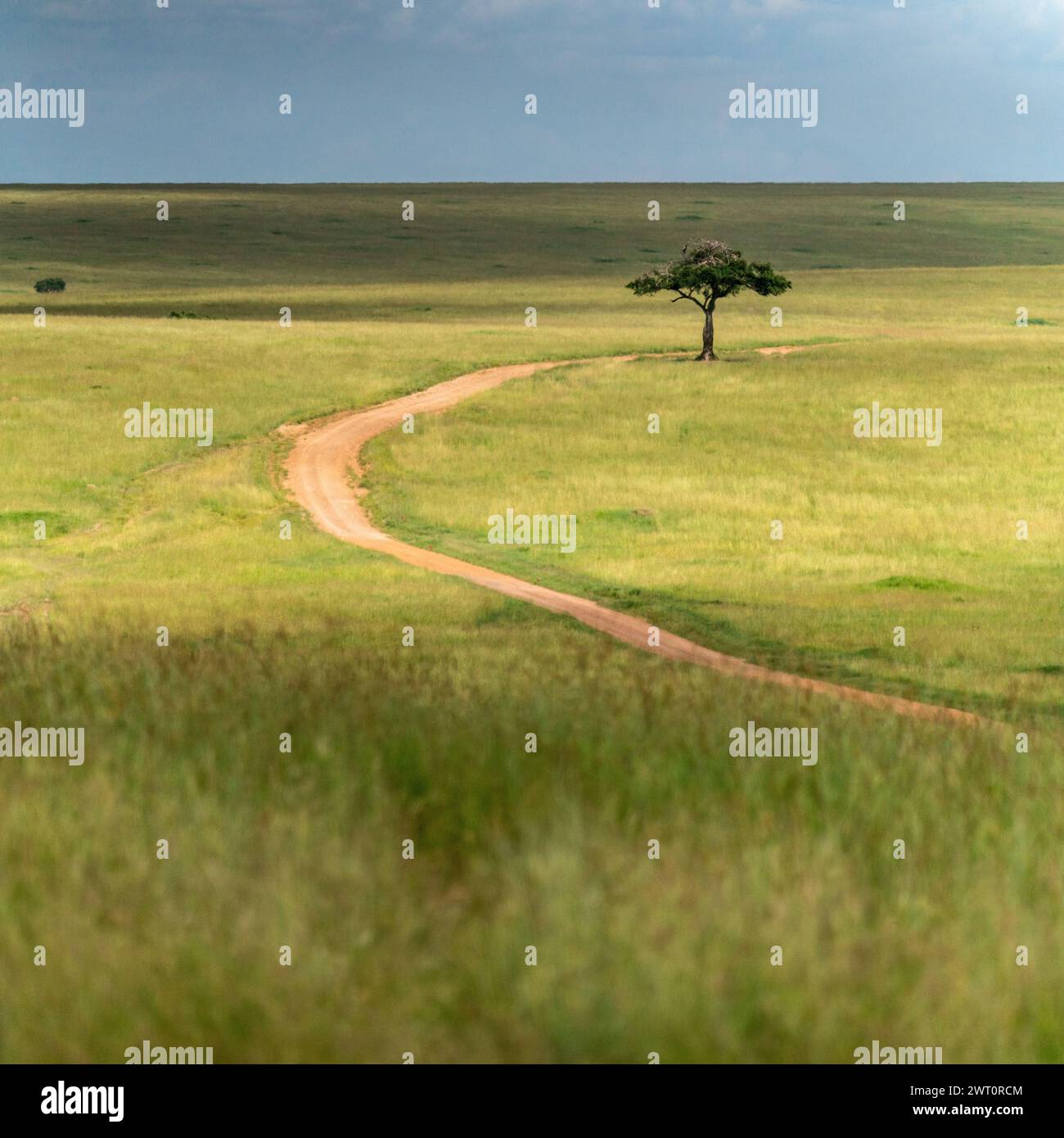 Unbefestigte Straße schlängelt sich durch sanfte Hügel der Maasai Mara in Kenia. Stockfoto