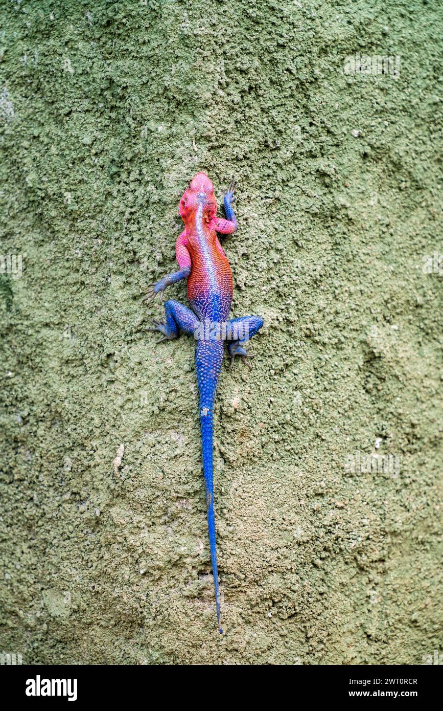 Mwanza flachköpfiger Felsenagama (Eidechse) klettert an einer Mauer. Stockfoto