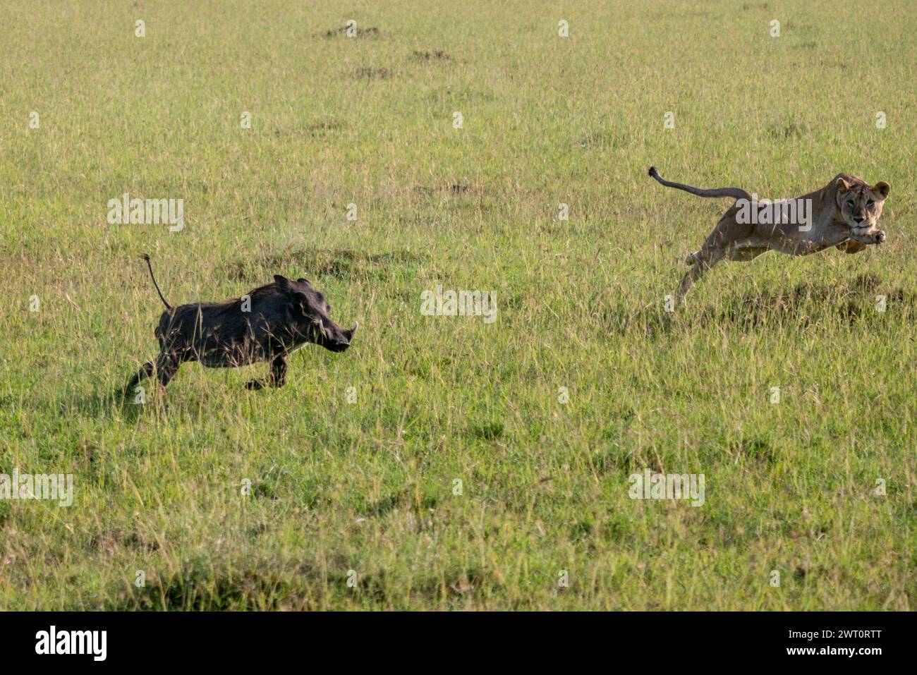 Löwe jagt ein Warzenschwein in der Maasai Mara in Kenia Stockfoto