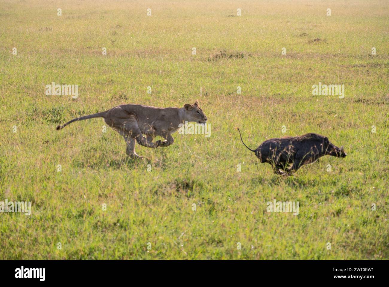 Löwe jagt ein Warzenschwein in der Maasai Mara in Kenia Stockfoto